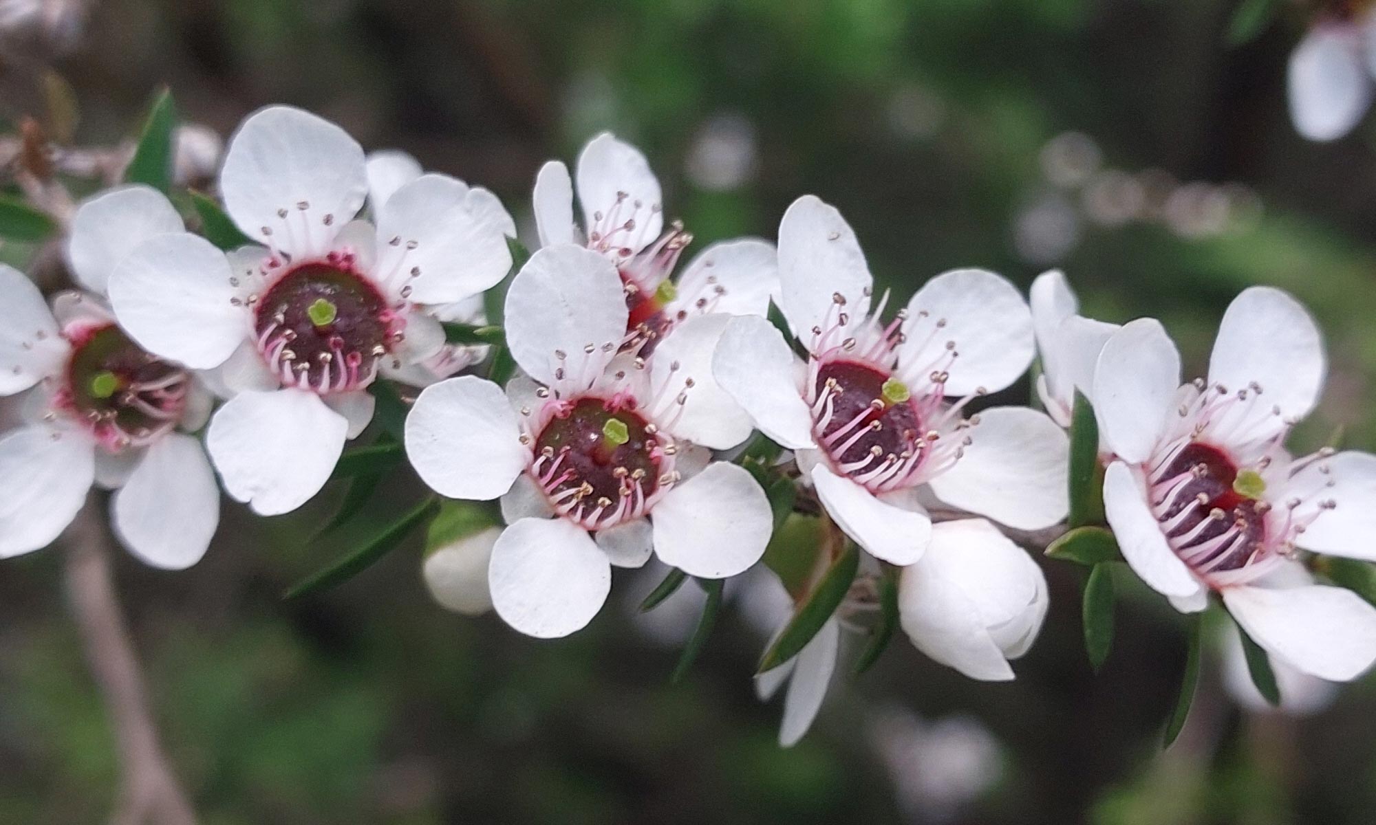 Manuka - Te Aroa Haami Haereiti Whānau Trust